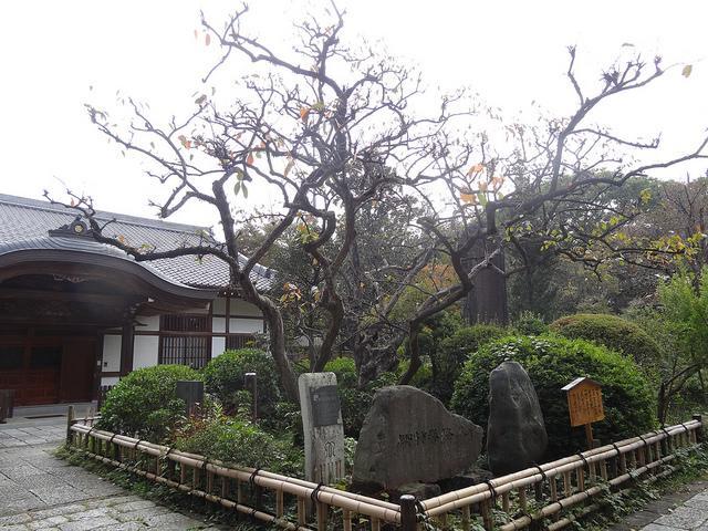 王禅寺にある禅寺丸柿の原木