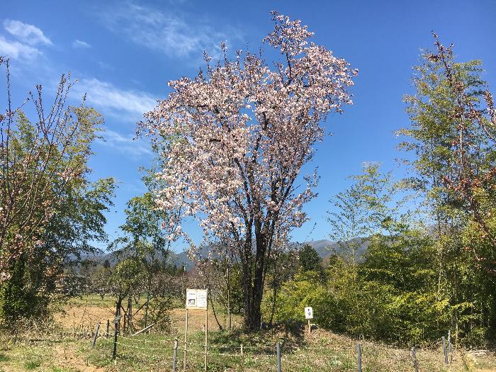 古城桜原木