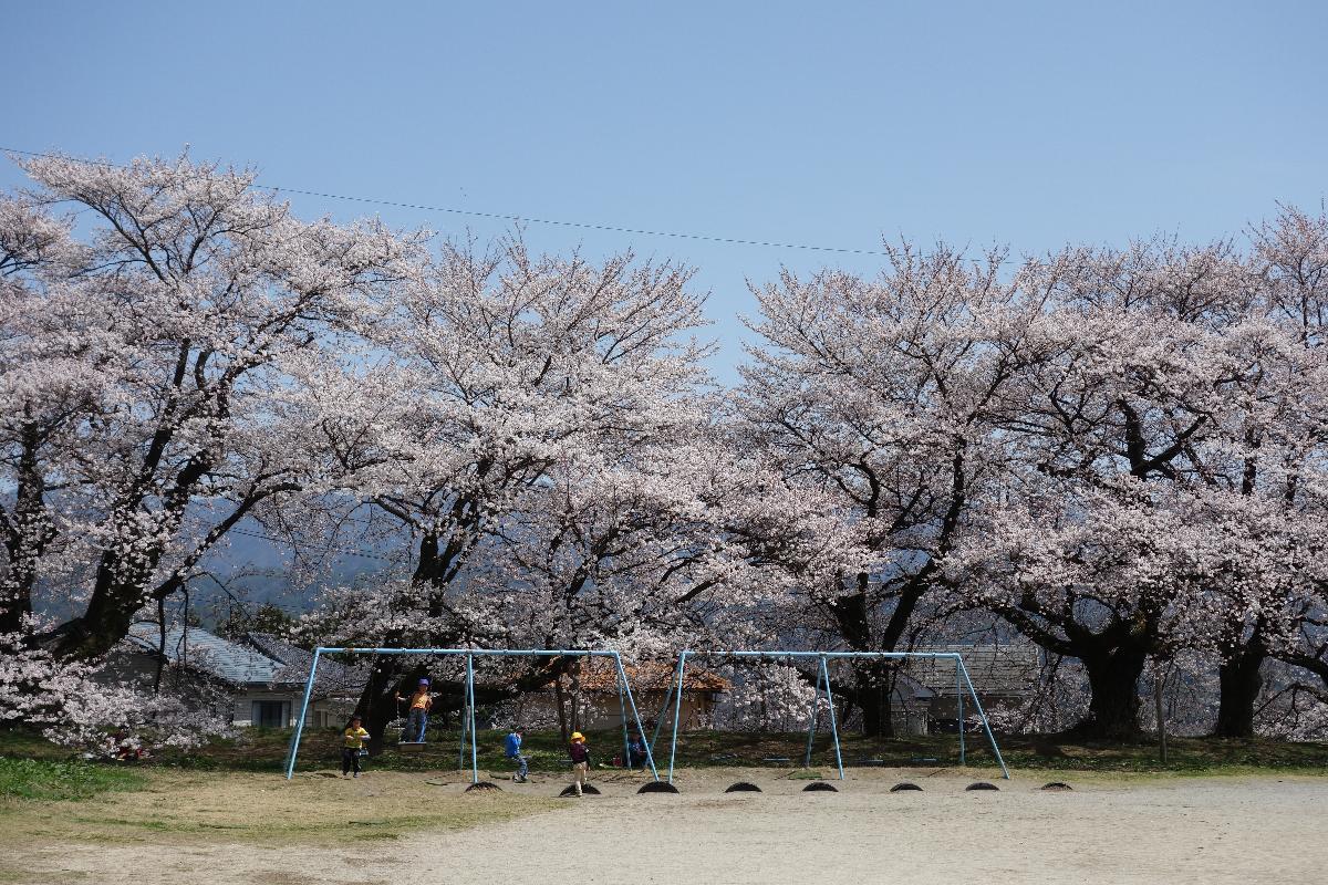 南小学校の桜