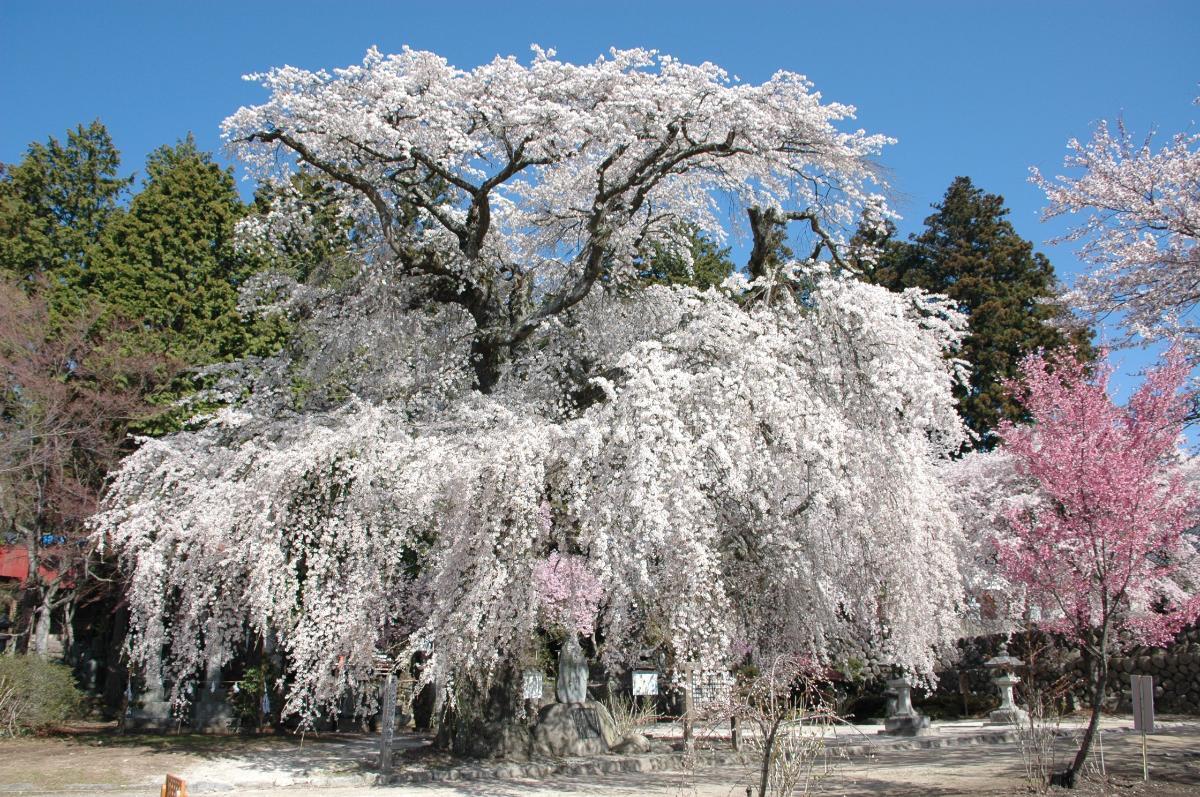 瑠璃寺の桜