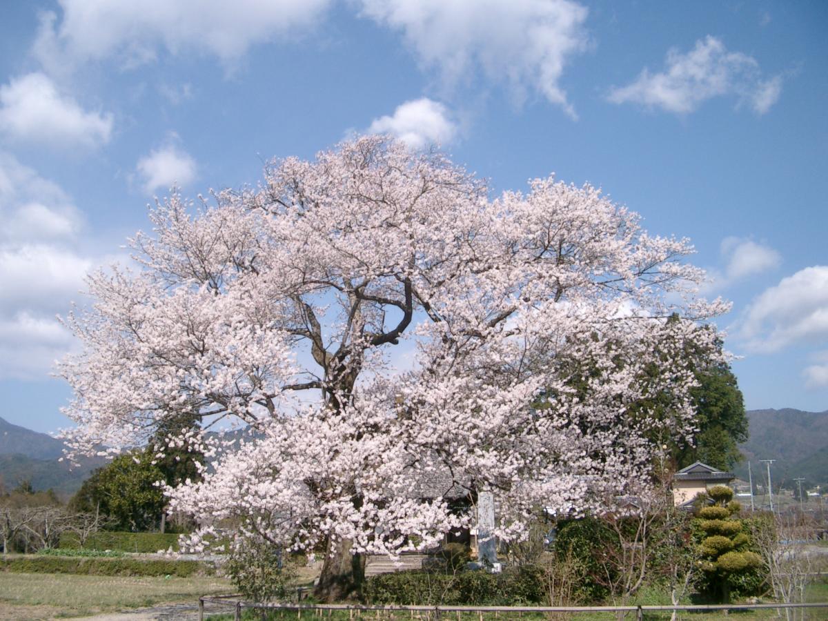 松源寺の桜