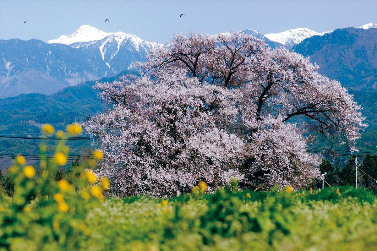 新田原の桜