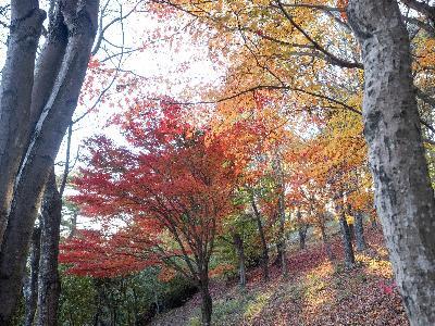 大丸山公園1