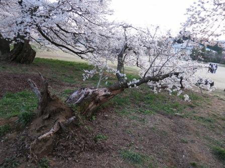 (写真)折れてもなお花を咲かせる奇跡の学校桜