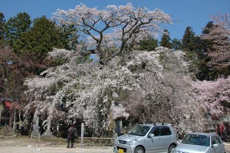 (写真)瑠璃寺しだれ桜
