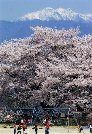(写真)高森南小学校で満開を迎える日本一の学校桜