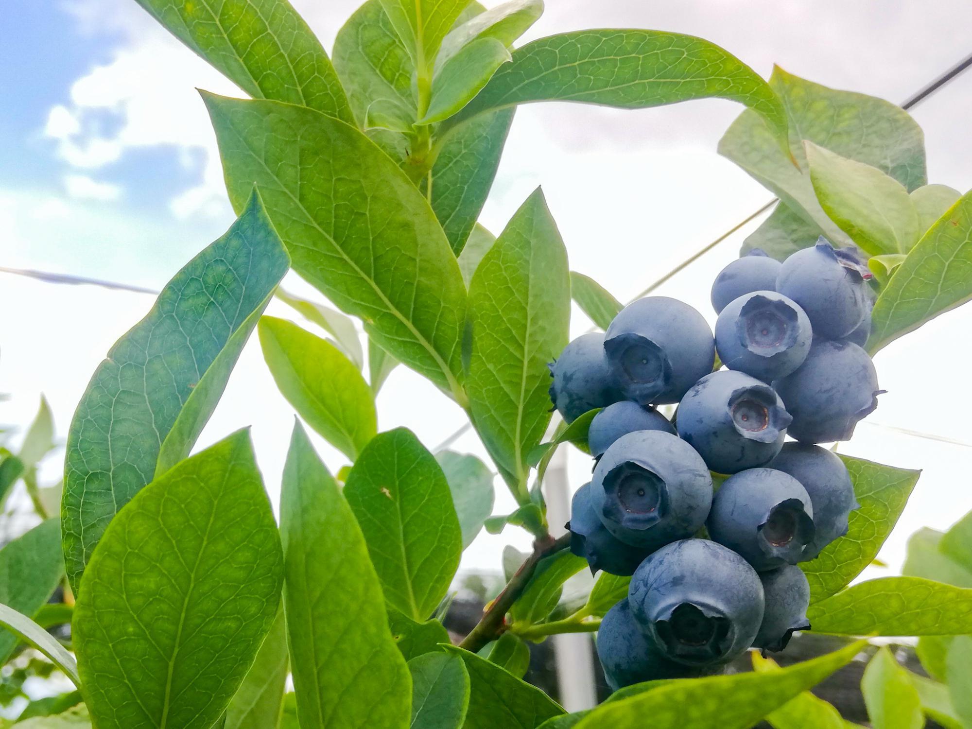 blueberry.jpg