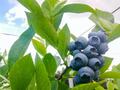 blueberry.jpg