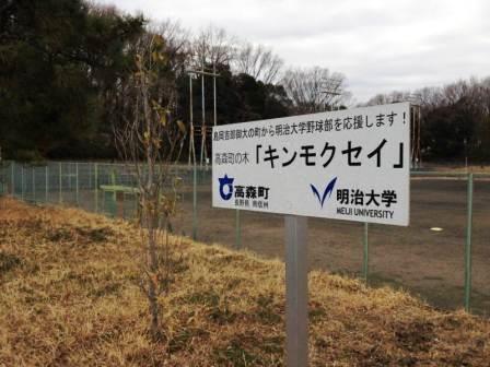明治大学野球部へお送りした高森町の町木「キンモクセイ」