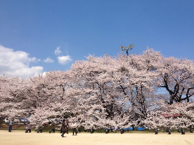 日本一の学校桜