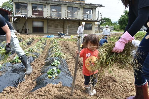 サツマイモ苗植え