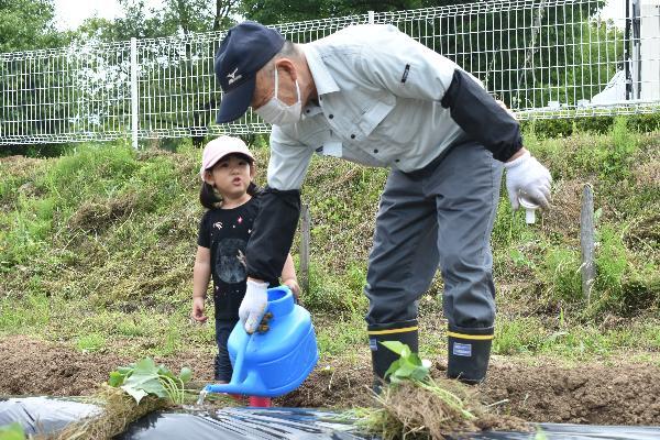サツマイモ苗植え