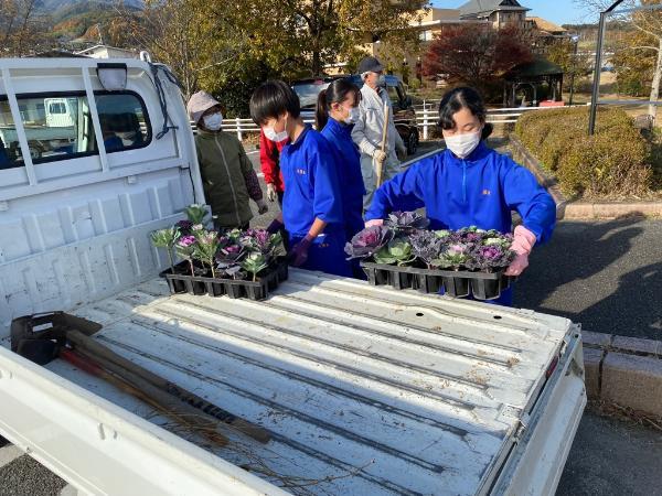 葉牡丹
