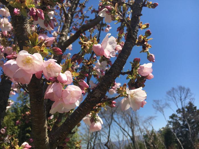 古城桜（花）