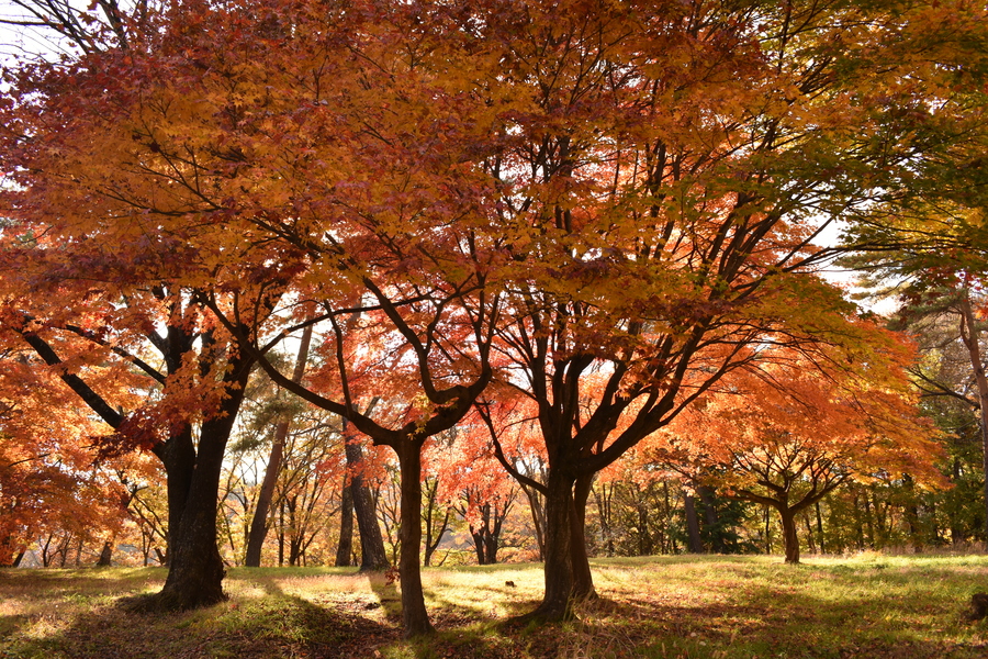 20201115 高森町松岡城址2.JPG